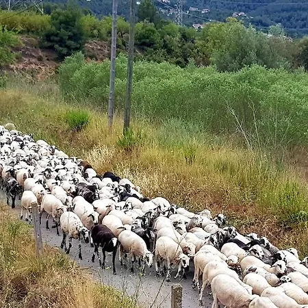 La Gatera Casa Rural Entre Vinas Gélida